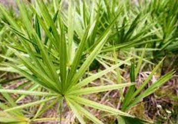 Saw Palmetto