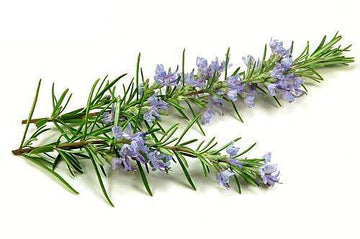 Benefits of Rosemary Hair Growth Oil - passionindulge